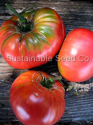 Photo of Tomato (Solanum lycopersicum 'Brandywine, Pink') uploaded by vic