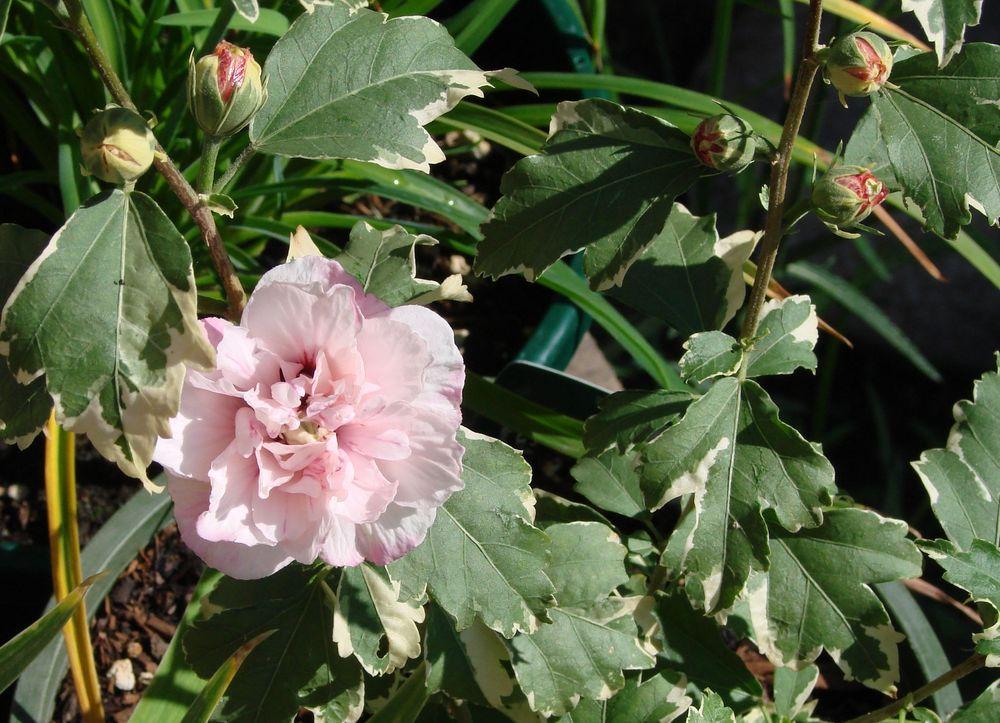 Photo of Rose Of Sharon (Hibiscus syriacus Sugar Tip®) uploaded by Joy