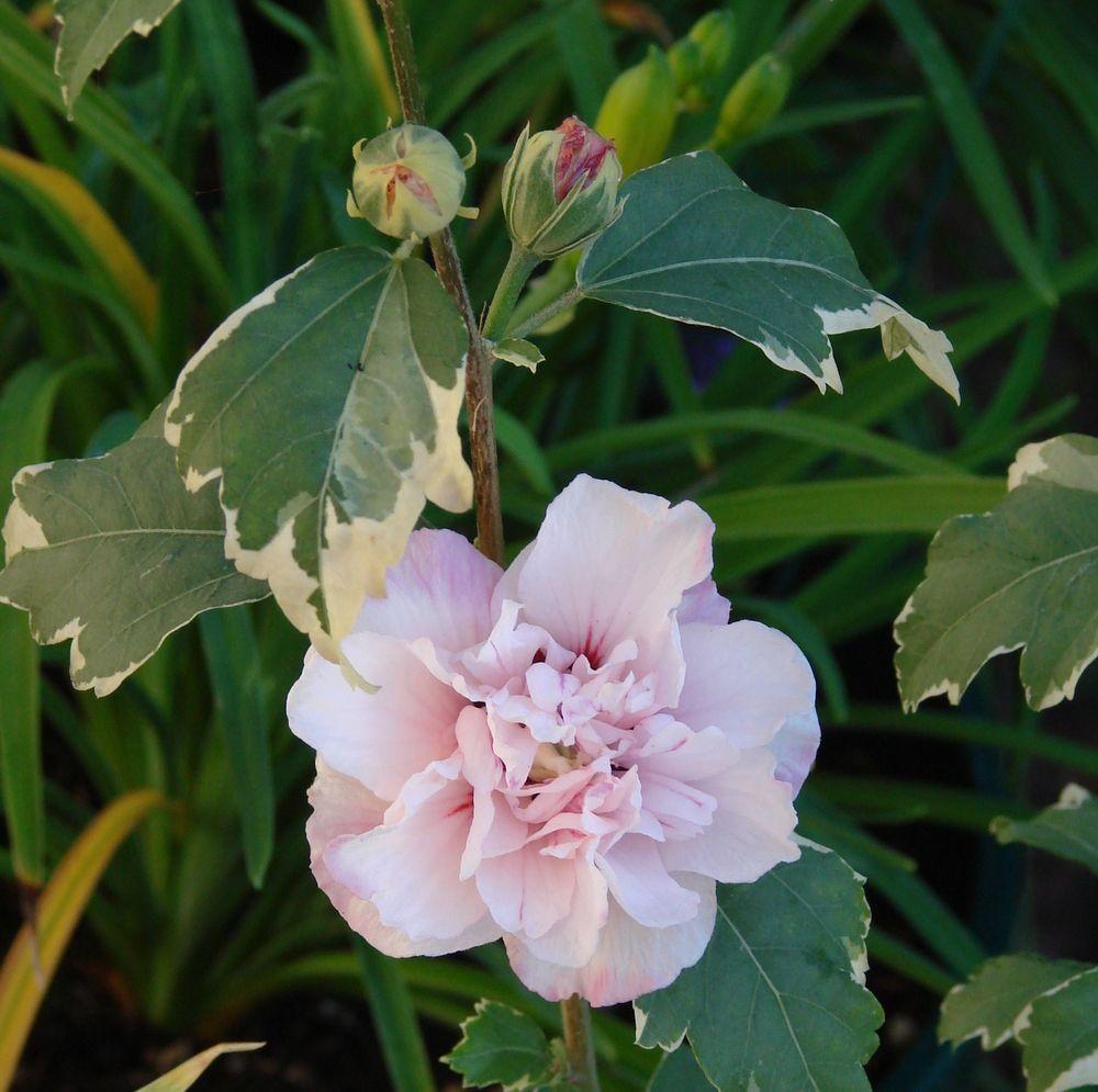 Photo of Rose Of Sharon (Hibiscus syriacus Sugar Tip®) uploaded by Joy