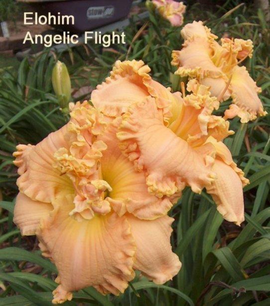 Photo of Daylily (Hemerocallis 'Elohim Angelic Flight') uploaded by carolasims