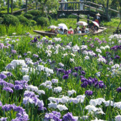 Location: Suigo Sawara Aquatic Botanical Garden; Katori City, Japan
Photo courtesy of katorisi