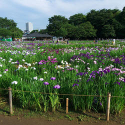 Location: Japanese iris Garden of Kitayama Park, Higashimurayama, Tokyo.
Photo Courtesy of Yasu