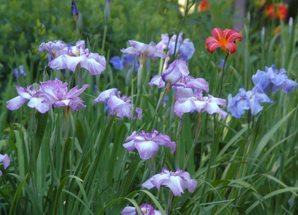 Photo of Japanese Iris (Iris ensata 'Greywoods Irish Myst') uploaded by lorettalea
