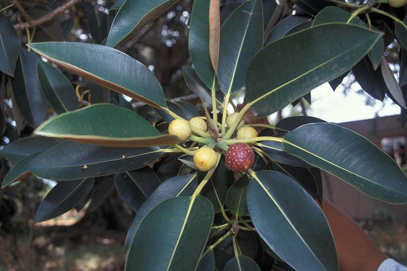 Photo of Moreton Bay Fig (Ficus macrophylla) uploaded by robertduval14