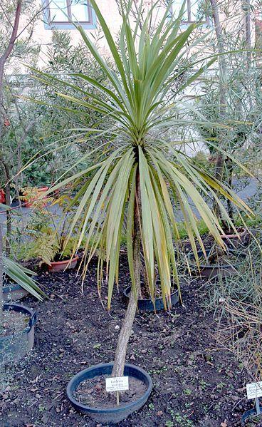Photo of Cabbage Tree (Cordyline australis) uploaded by robertduval14