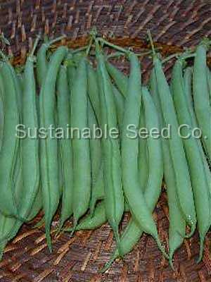 Photo of String Bean (Phaseolus vulgaris 'Strike') uploaded by vic
