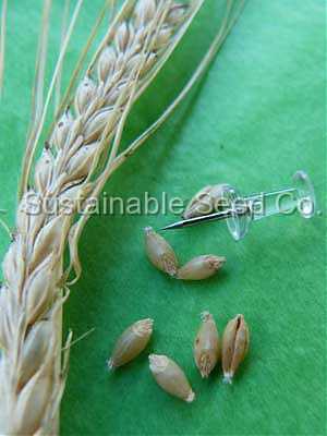 Photo of Common Barley (Hordeum vulgare) uploaded by vic
