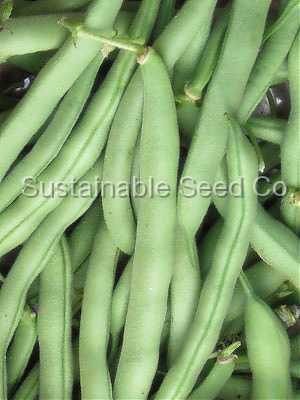 Photo of Snap Bean (String (Phaseolus vulgaris 'Tenderette') uploaded by vic