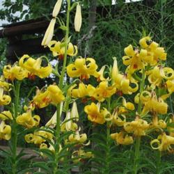 Location: in my garden (Vanadzor, Lori Region, ARMENIA)
Date: June, 2011 
Lilium szovitsianum in culture, blooming in my garden. In garden 