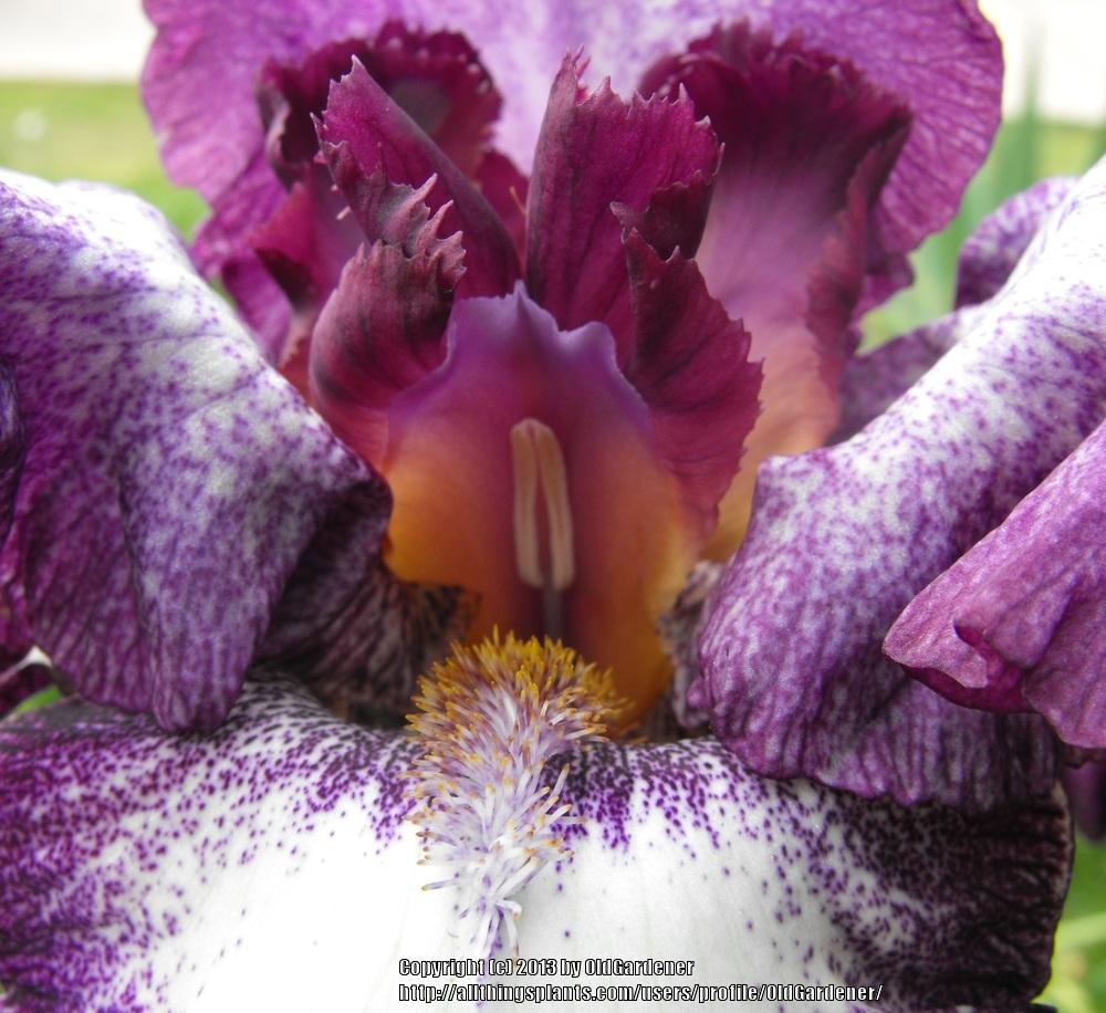 Photo of Tall Bearded Iris (Iris 'Pirates' Den') uploaded by OldGardener