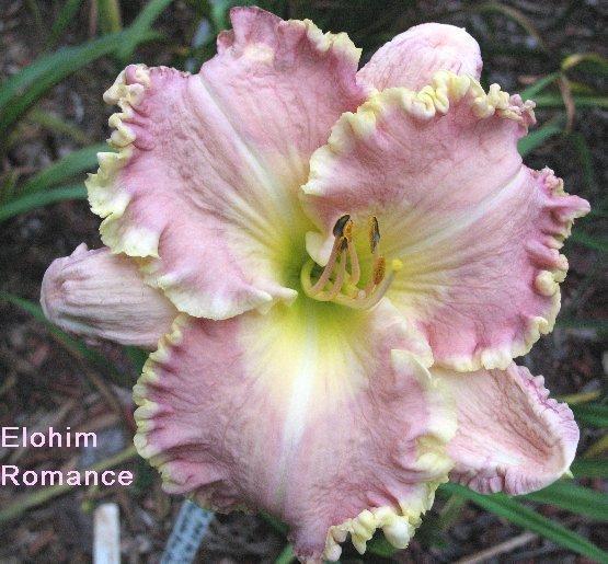 Photo of Daylily (Hemerocallis 'Elohim Romance') uploaded by carolasims