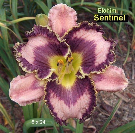 Photo of Daylily (Hemerocallis 'Elohim Sentinel') uploaded by carolasims