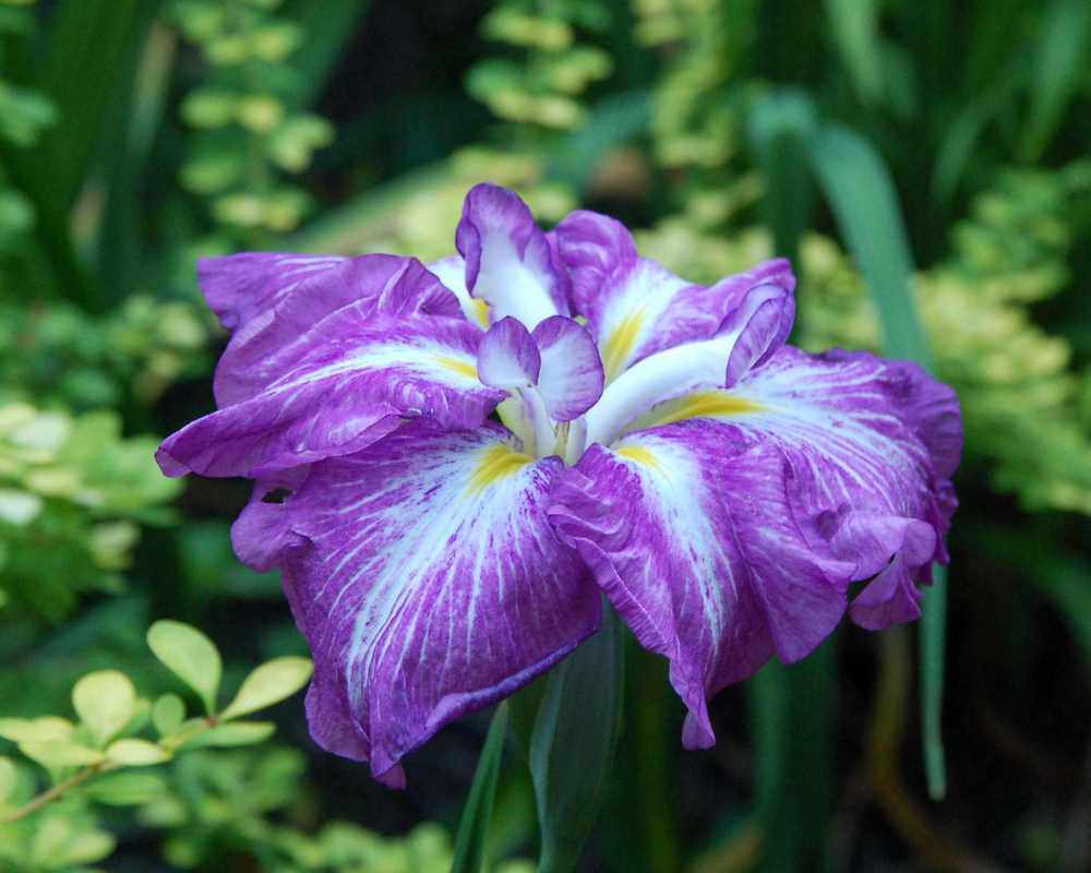 Photo of Japanese Iris (Iris ensata 'Greywoods Contessa') uploaded by lorettalea