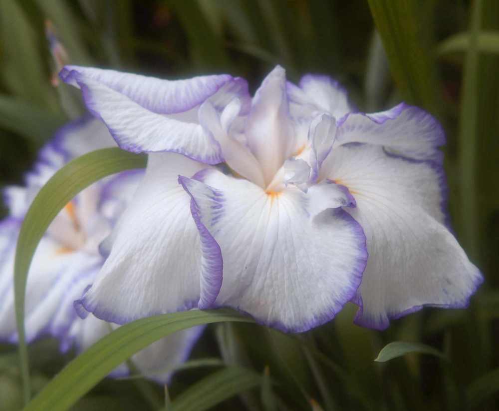 Photo of Japanese Iris (Iris ensata 'Tideline') uploaded by lorettalea