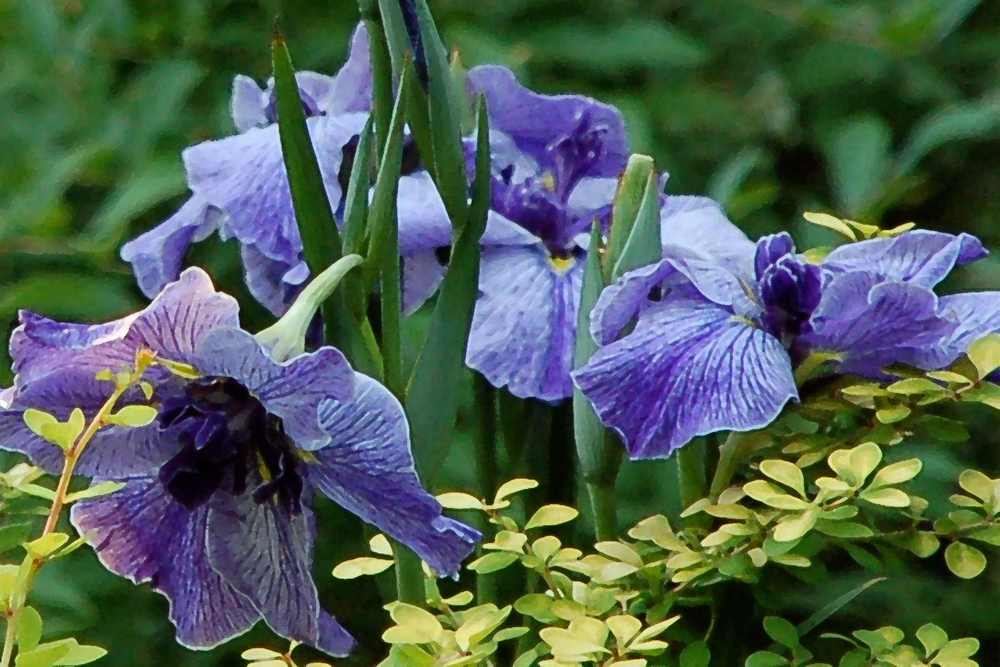 Photo of Japanese Iris (Iris ensata 'Butterflies in Flight') uploaded by lorettalea
