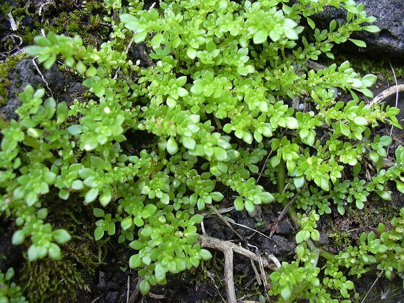 Photo of Artillery Plant (Pilea microphylla) uploaded by robertduval14