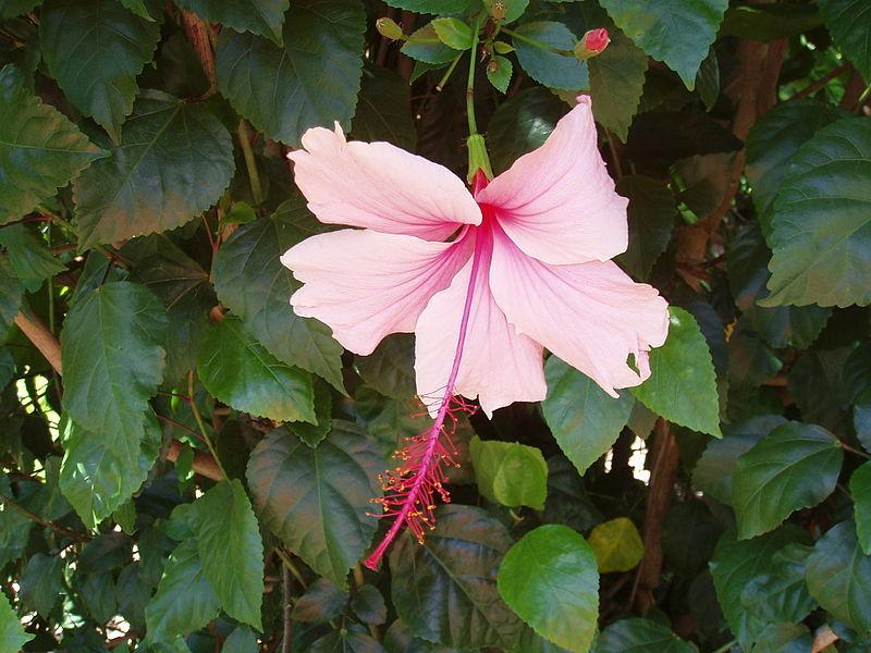 Photo of Tropical Hibiscus (Hibiscus rosa-sinensis 'Albo Lacinatus') uploaded by robertduval14