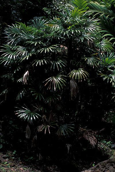 Photo of Lady Palm (Rhapis excelsa) uploaded by robertduval14