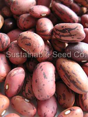 Photo of Dry Bean (Phaseolus vulgaris 'Vermont Cranberry') uploaded by vic