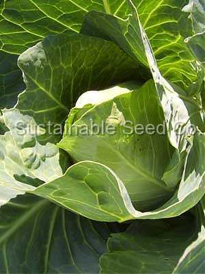 Photo of Cabbage (Brassica oleracea var. capitata 'Early Jersey Wakefield') uploaded by vic
