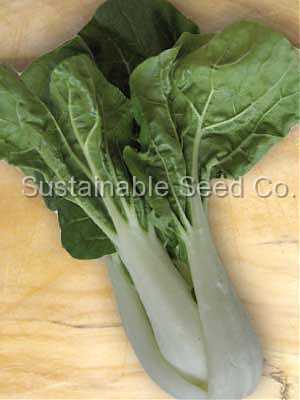 Photo of Bok Choy (Brassica rapa subsp. chinensis 'White Stem') uploaded by vic