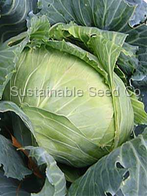 Photo of Cabbage (Brassica oleracea var. capitata 'Brunswick') uploaded by vic