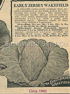 Photo of Cabbage (Brassica oleracea var. capitata 'Early Jersey Wakefield') uploaded by vic