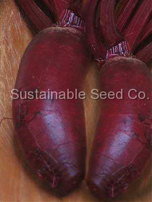 Photo of Beet (Beta vulgaris 'Cylindra') uploaded by vic