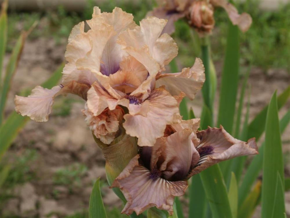 Photo of Intermediate Bearded Iris (Iris 'Ticklish') uploaded by KentPfeiffer