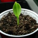 A Pencil Makes a Great Seedling Tool