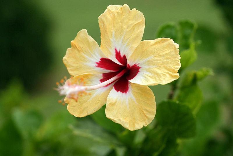 Photo of Tropical Hibiscus (Hibiscus rosa-sinensis 'Sylvia Goodman') uploaded by robertduval14