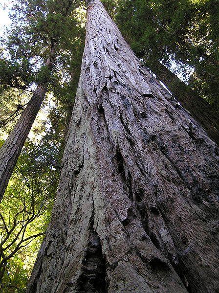 Photo of Redwood (Sequoia sempervirens) uploaded by robertduval14