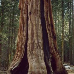 Location: Yosemite National Park, Mariposa Grove.
Date: April 10, 1996
photo by Franz Xaver