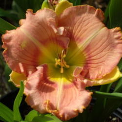 Location: My garden in Bakersfield, CA
Date: 2013-03-27 
My first bloom in sunlight -- in March!