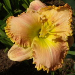 Location: My garden in Bakersfield, CA
Date: 2013-03-27 
Taken in sunlight, my first bloom of the year -- in March!