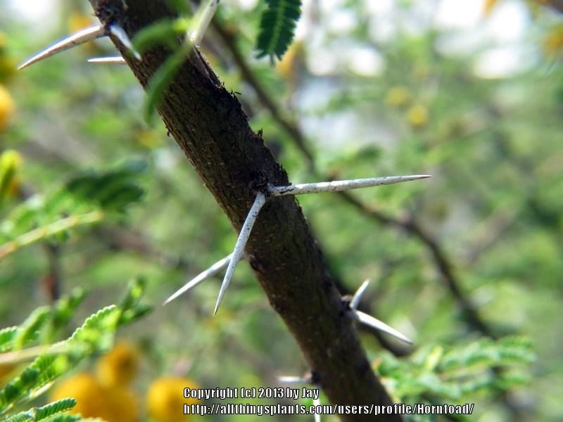 Photo of Sweet Acacia (Vachellia farnesiana) uploaded by Horntoad