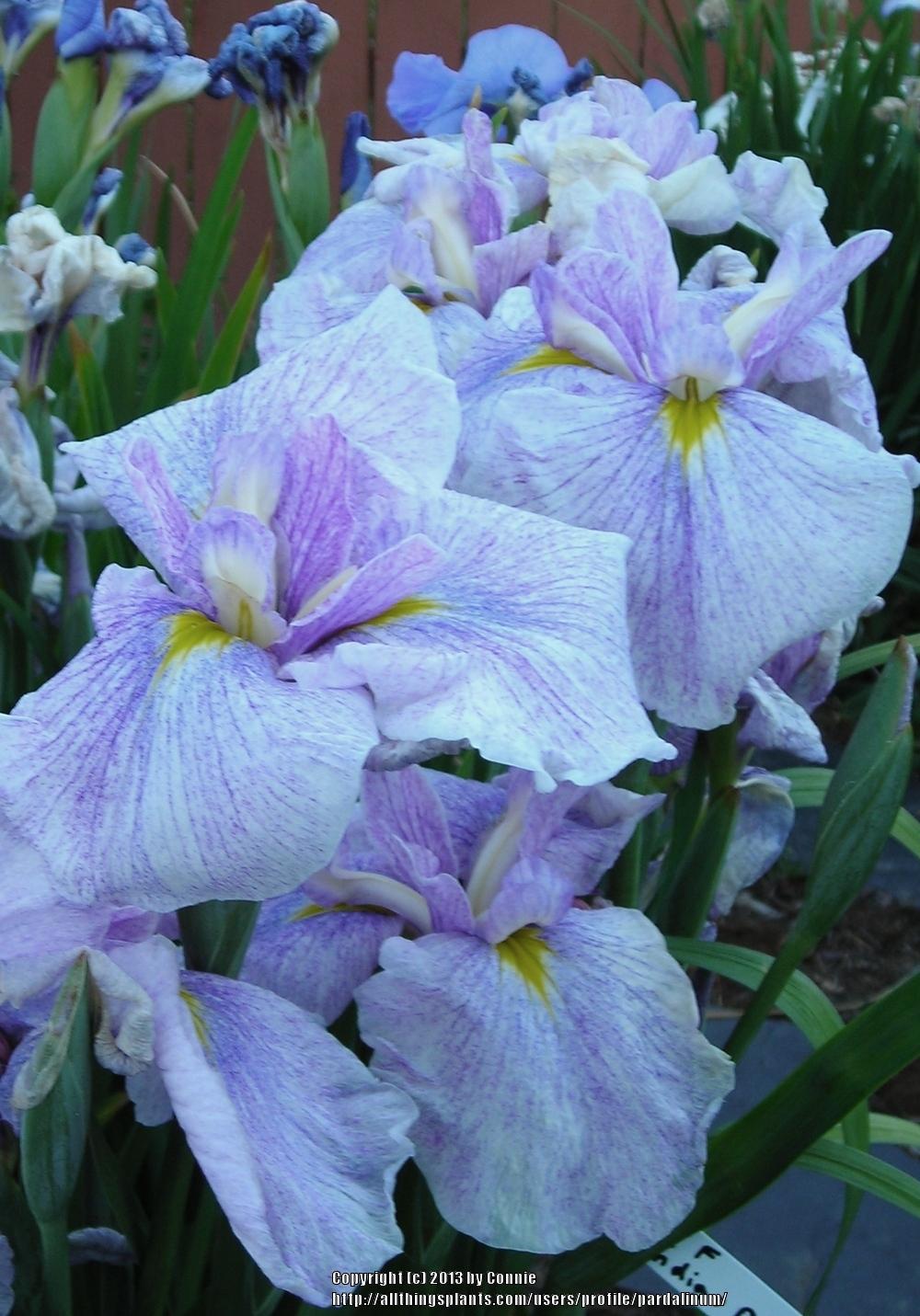 Photo of Japanese Iris (Iris ensata 'Earth and Fire') uploaded by pardalinum