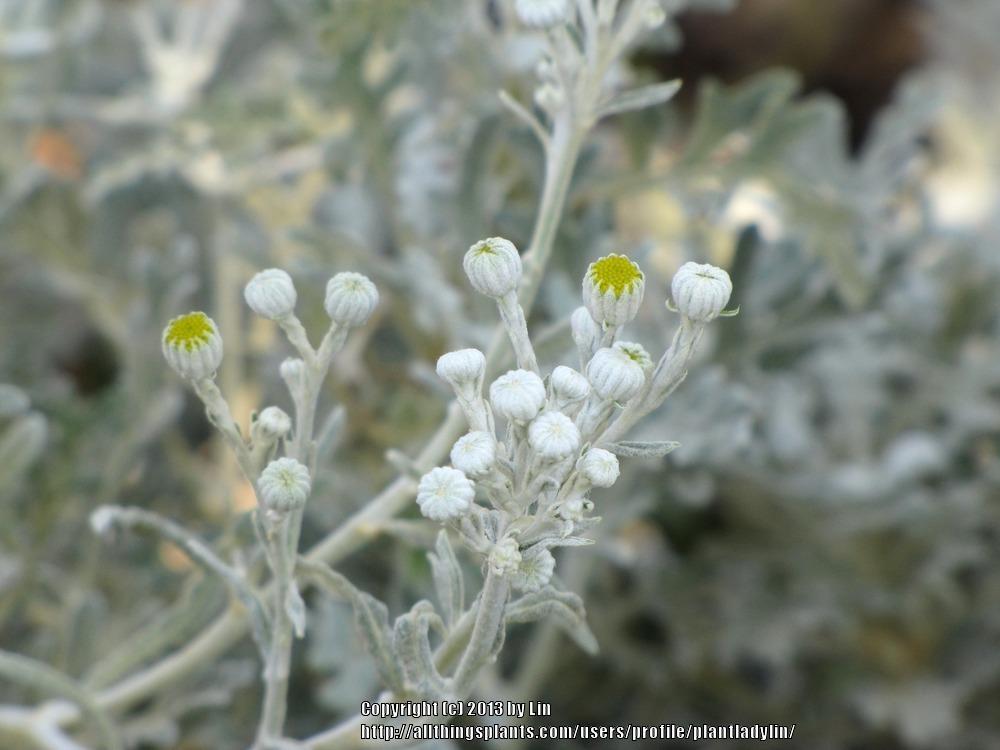 Photo of Dusty Miller (Jacobaea maritima subsp. maritima) uploaded by plantladylin