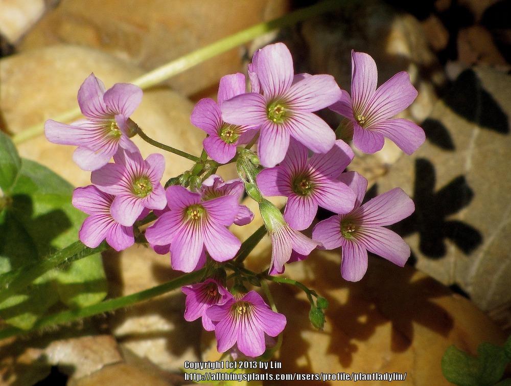 Photo of Violet Wood Sorrel (Oxalis violacea) uploaded by plantladylin