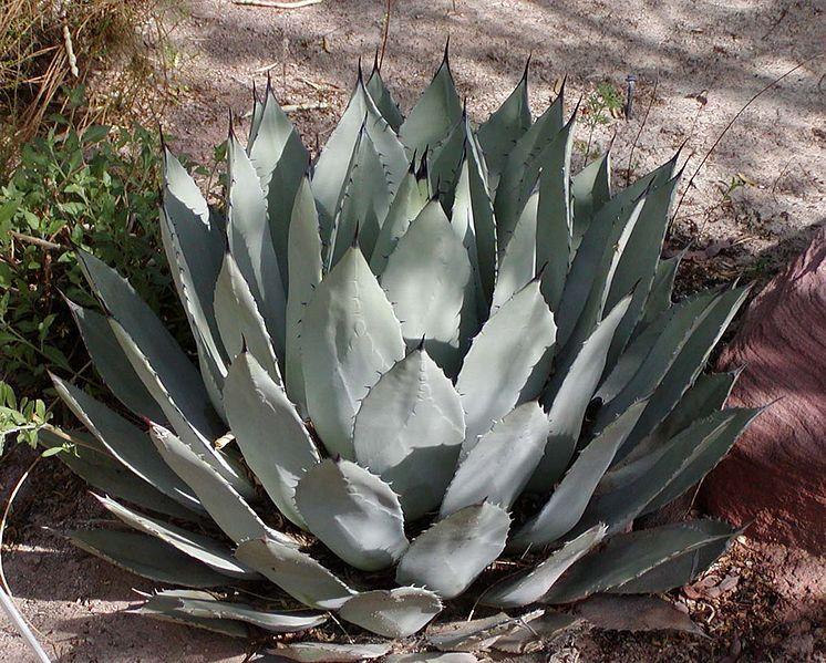 Photo of Palmer's Agave (Agave palmeri) uploaded by robertduval14