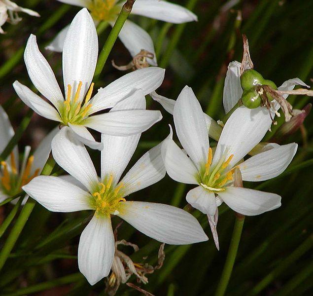 Photo of Rain Lily (Zephyranthes candida) uploaded by robertduval14