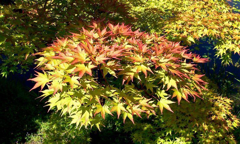 Photo of Japanese Maple (Acer palmatum var. amoenum 'Shigitatsu Sawa') uploaded by robertduval14