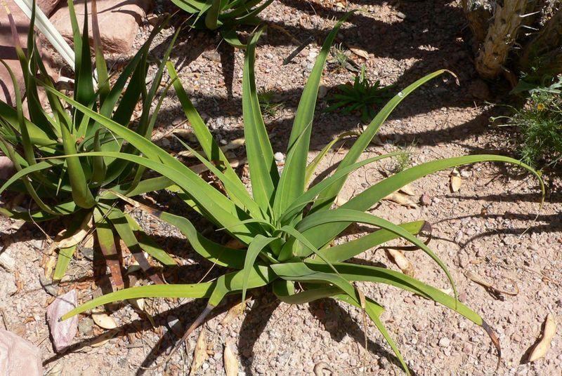 Photo of Squid Agave (Agave bracteosa) uploaded by robertduval14