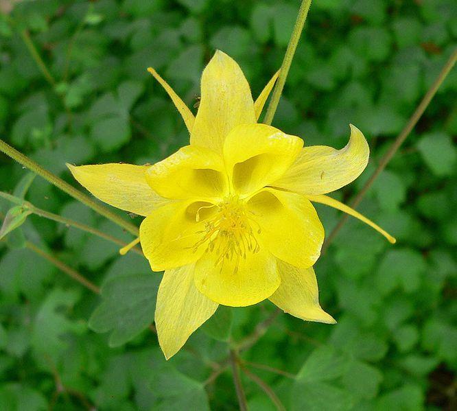Photo of Golden Columbine (Aquilegia chrysantha) uploaded by robertduval14