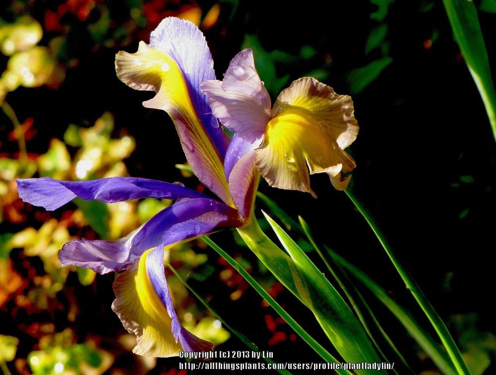 Photo of Dutch Iris (Iris 'Miss Saigon') uploaded by plantladylin