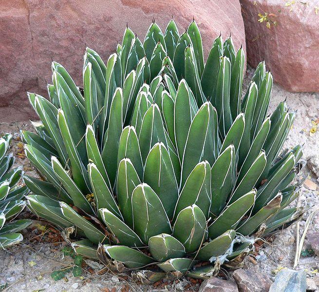 Photo of Queen Victoria Agave (Agave victoriae-reginae) uploaded by robertduval14