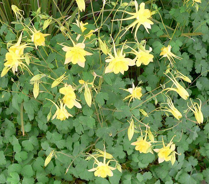 Photo of Golden Columbine (Aquilegia chrysantha) uploaded by robertduval14