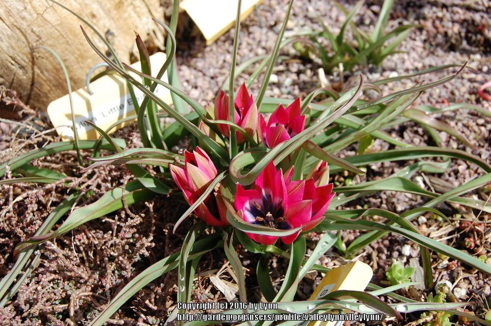 Photo of Species Hybrid Tulip (Tulipa 'Little Beauty') uploaded by valleylynn