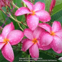 Location: Tampa, Florida
This is the second one. This is my \"no ID\" plumeria I nick name