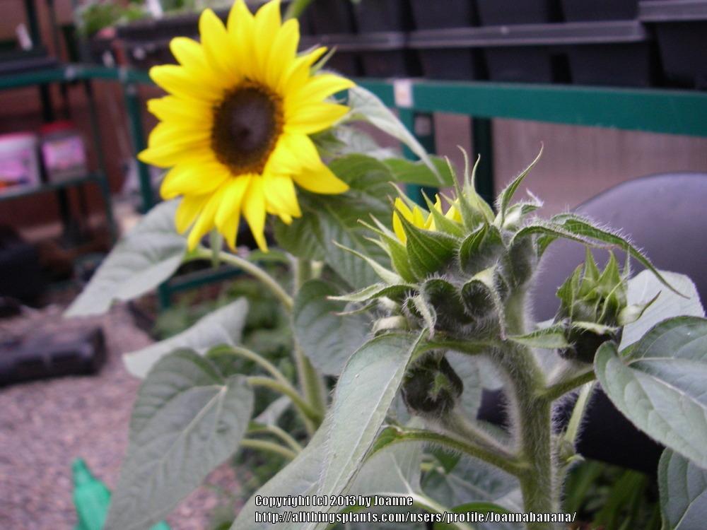 Photo of Sunflower (Helianthus annuus 'Choco Sun') uploaded by Joannabanana